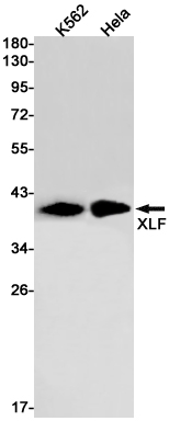 XLF Rabbit mAb