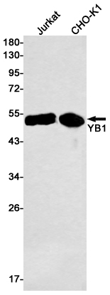 YB1 Rabbit mAb