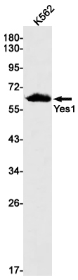 Yes1 Rabbit mAb