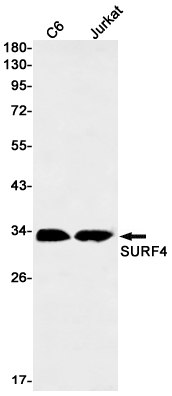 Surfeit Locus Protein 4 Rabbit mAb