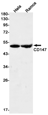 CD147 Rabbit mAb