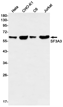 SF3A3 Rabbit mAb