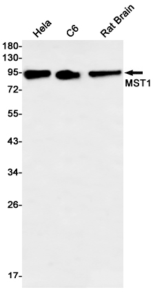 MST1 Rabbit mAb