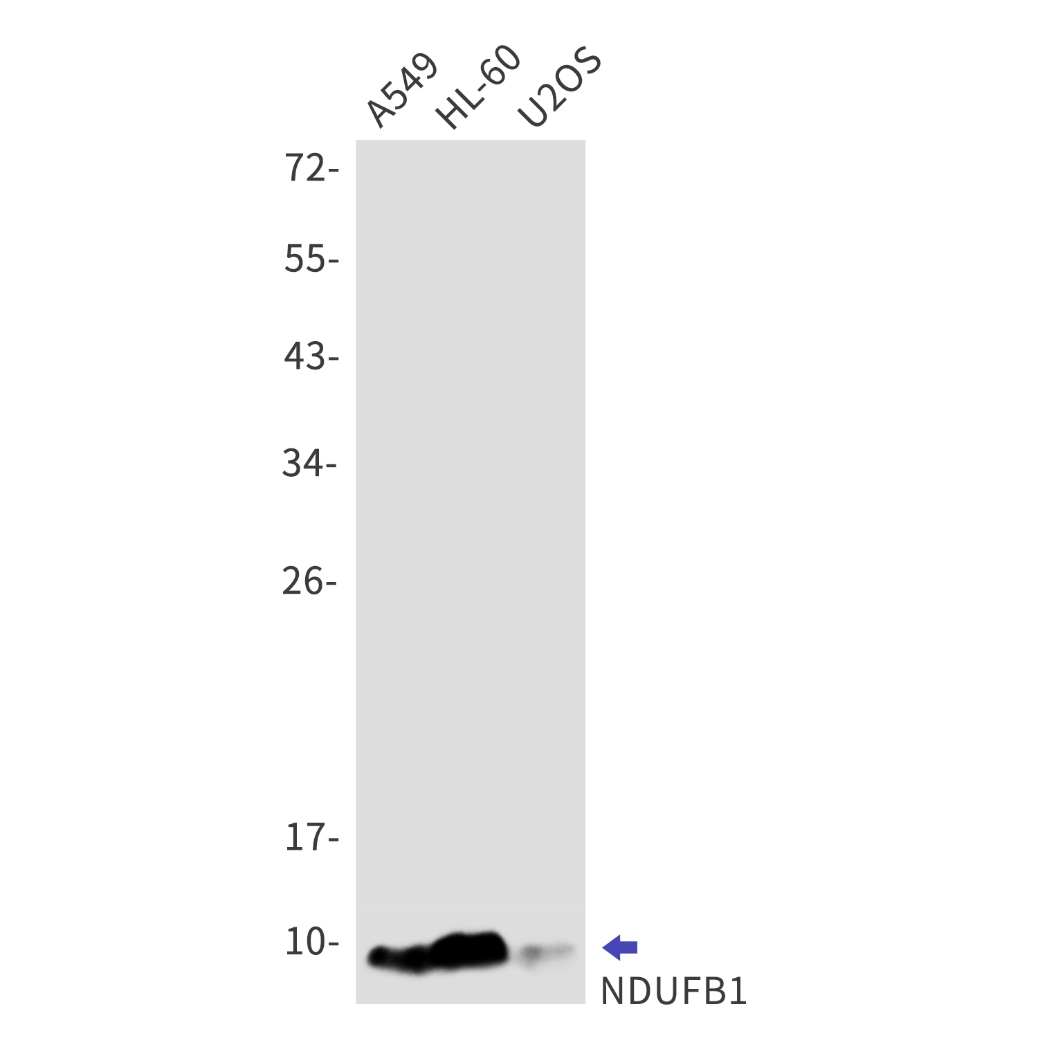 NDUFB1 Rabbit mAb