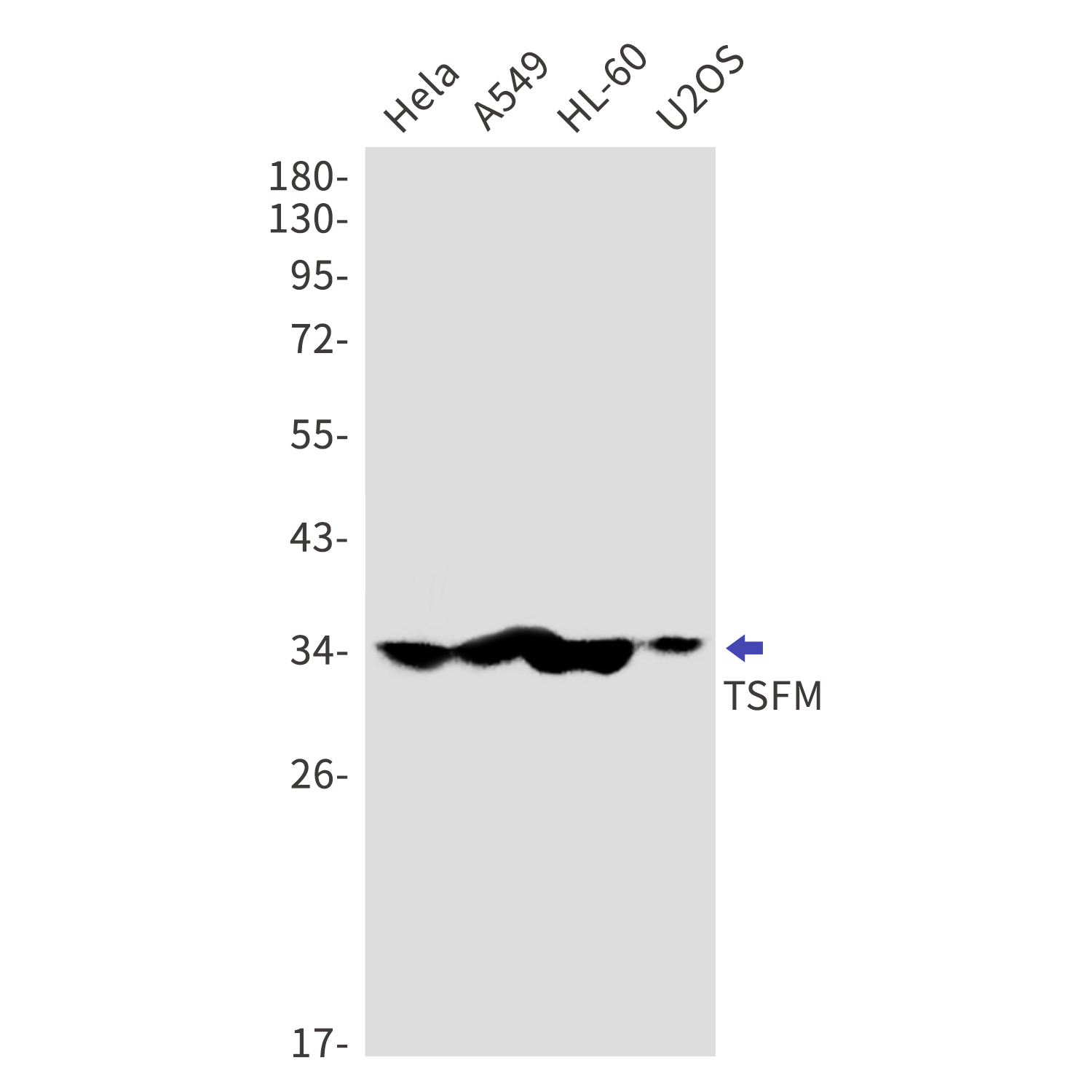 Elongation Factor Ts Rabbit mAb