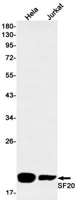 SF20 Rabbit mAb