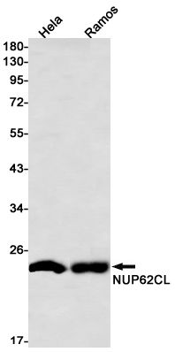 NUP62CL Rabbit mAb