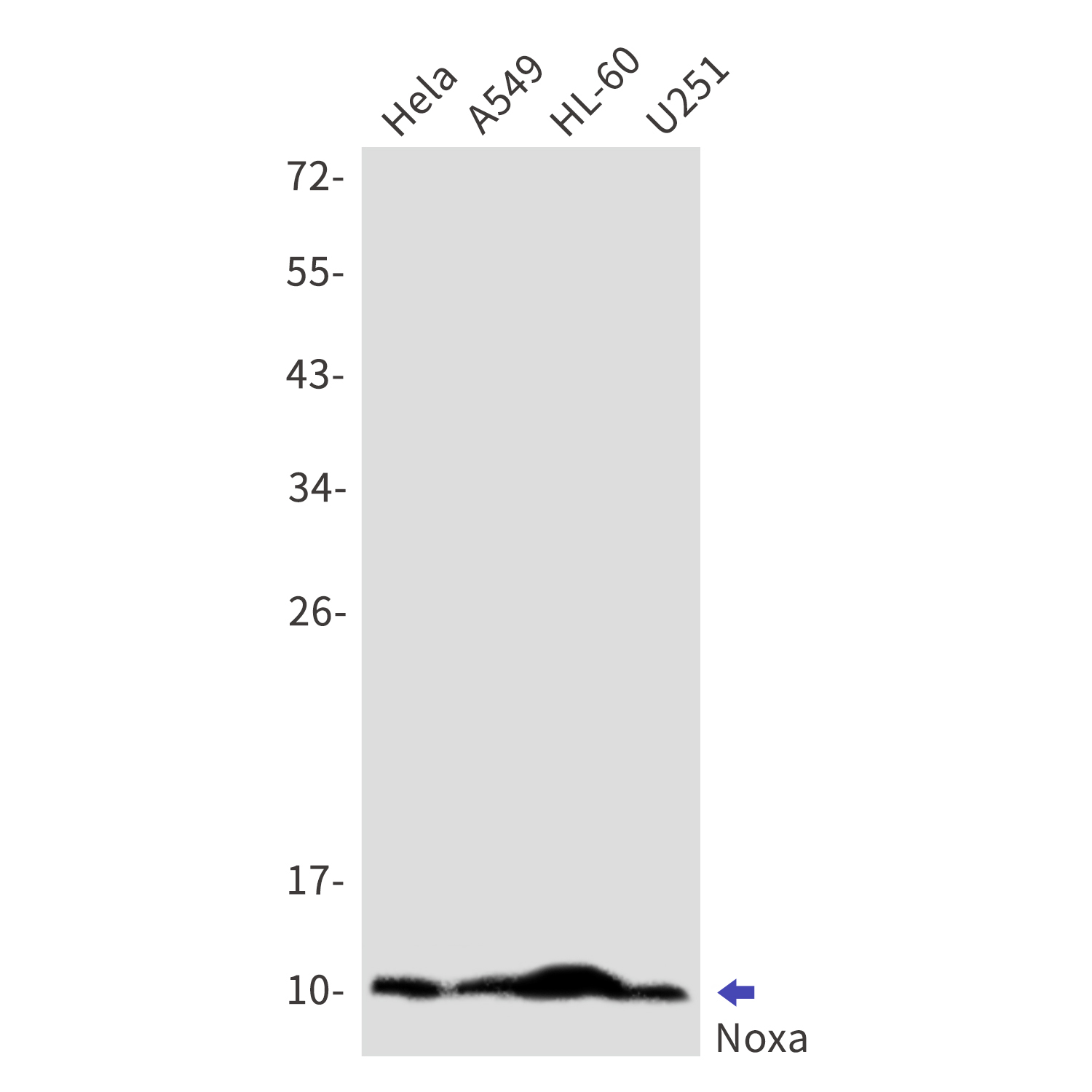 NOXA Rabbit mAb