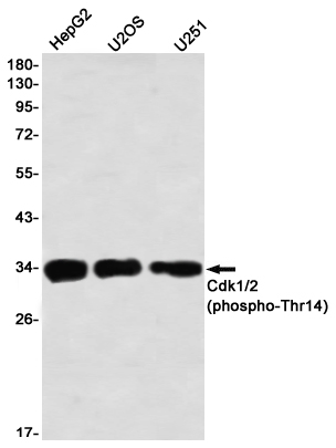 Phospho-CDK1/2 (Thr14) Rabbit mAb