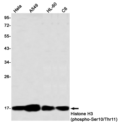 Phospho-Histone H3 (Ser10/Thr11) Rabbit mAb