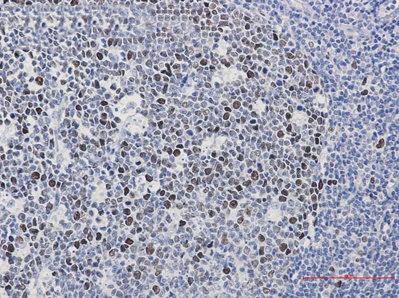 Phospho-MCM2 (Ser40) Rabbit mAb