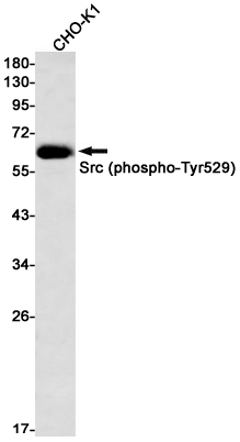 Phospho-Src (Tyr530) Rabbit mAb