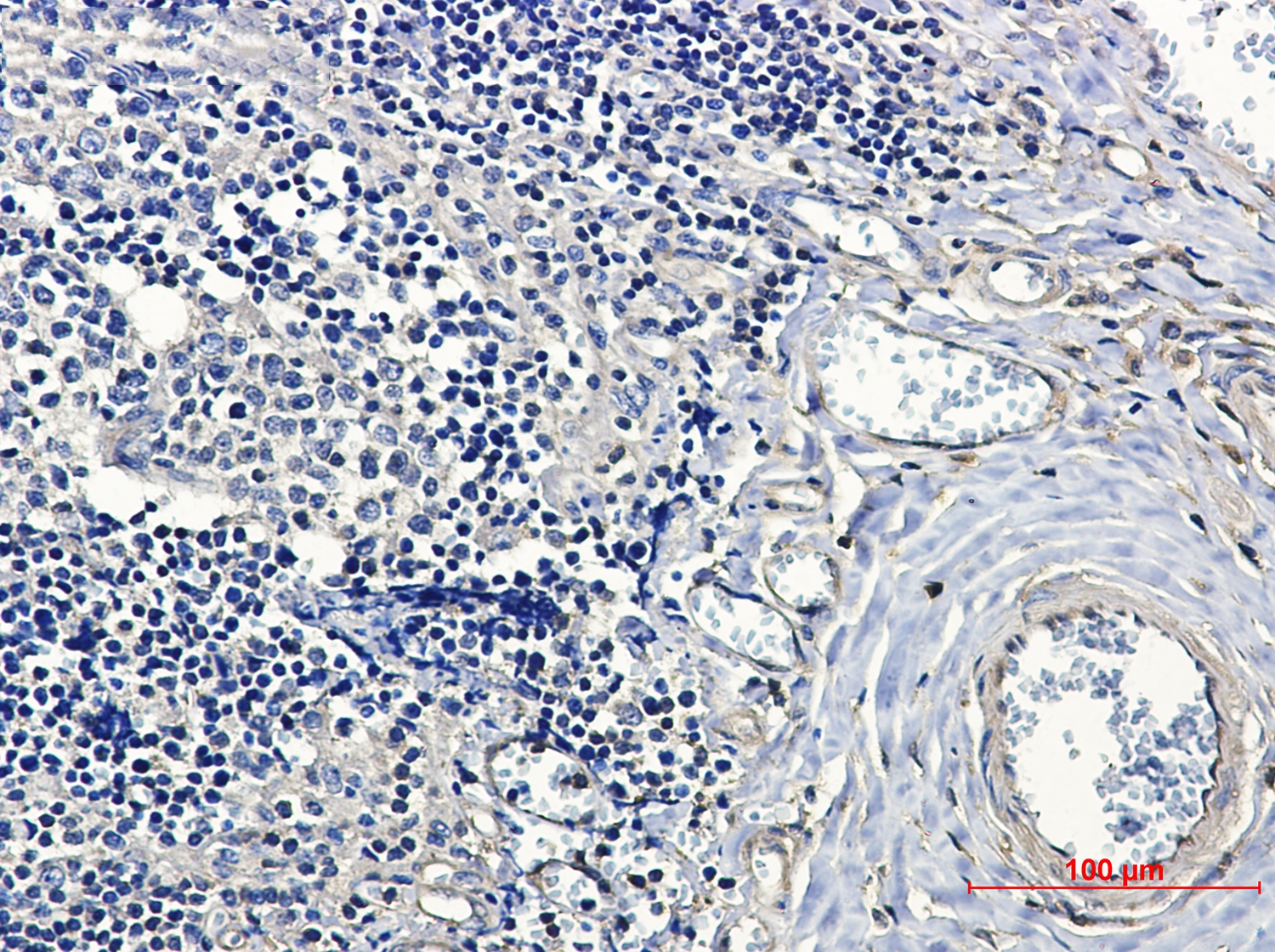 14 3 3 alpha/beta Rabbit mAb