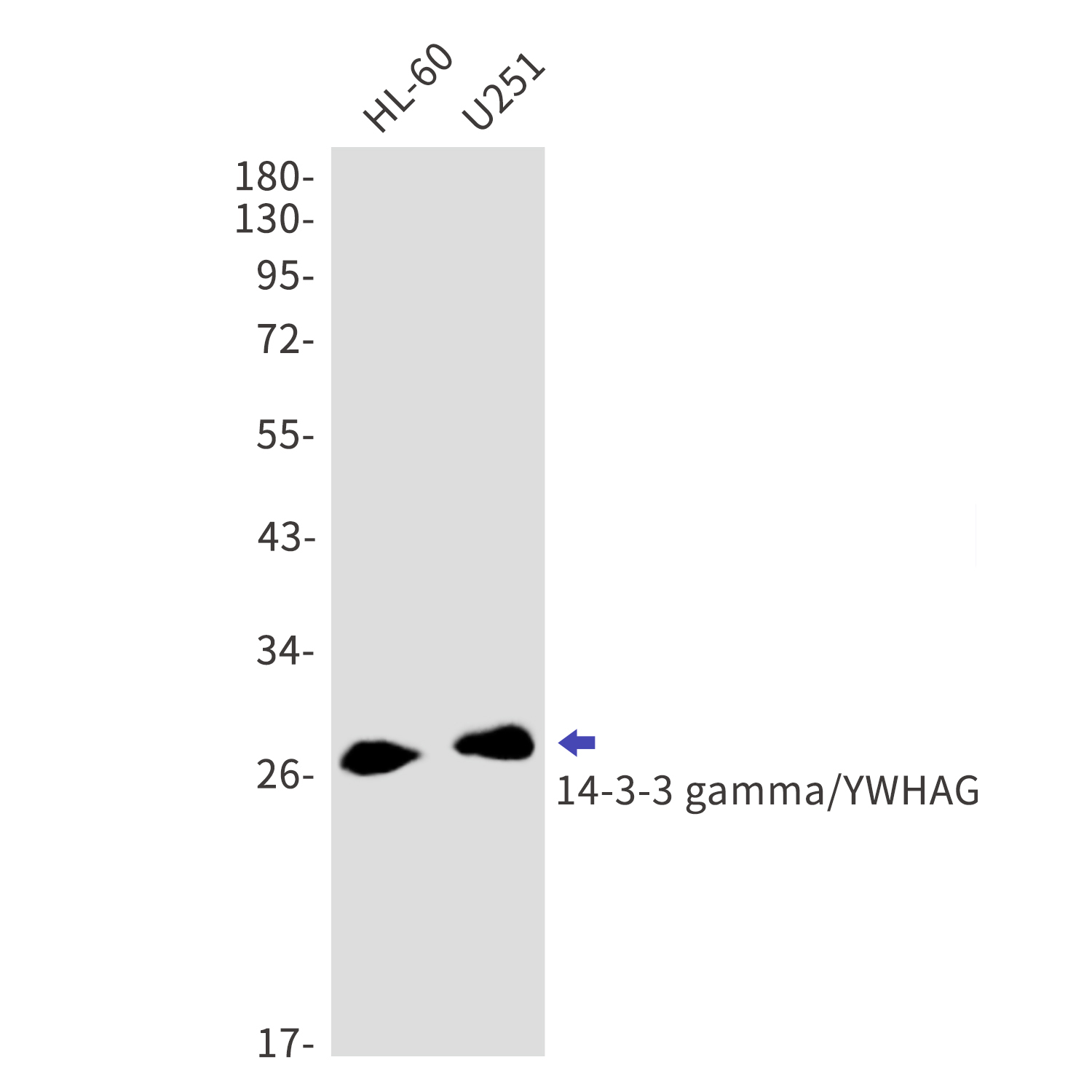 14 3 3 gamma Rabbit mAb