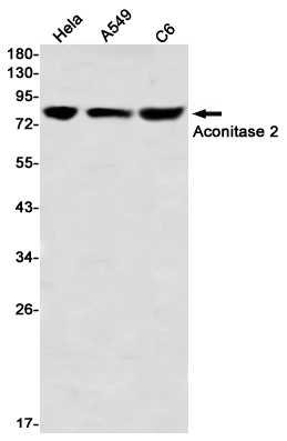 Aconitase 2 Rabbit mAb