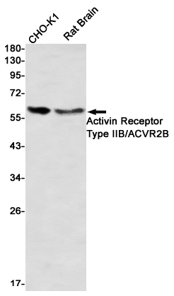 Activin Receptor Type IIB Rabbit pAb