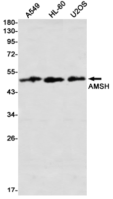 AMSH Rabbit mAb