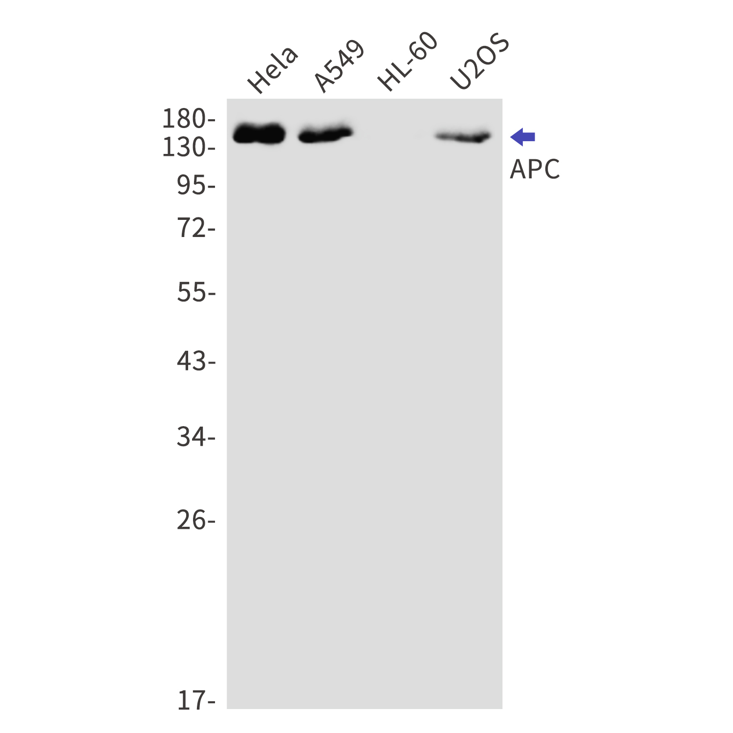 APC Rabbit mAb