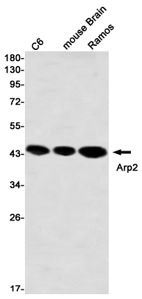 Actin Related Protein 2 Rabbit pAb