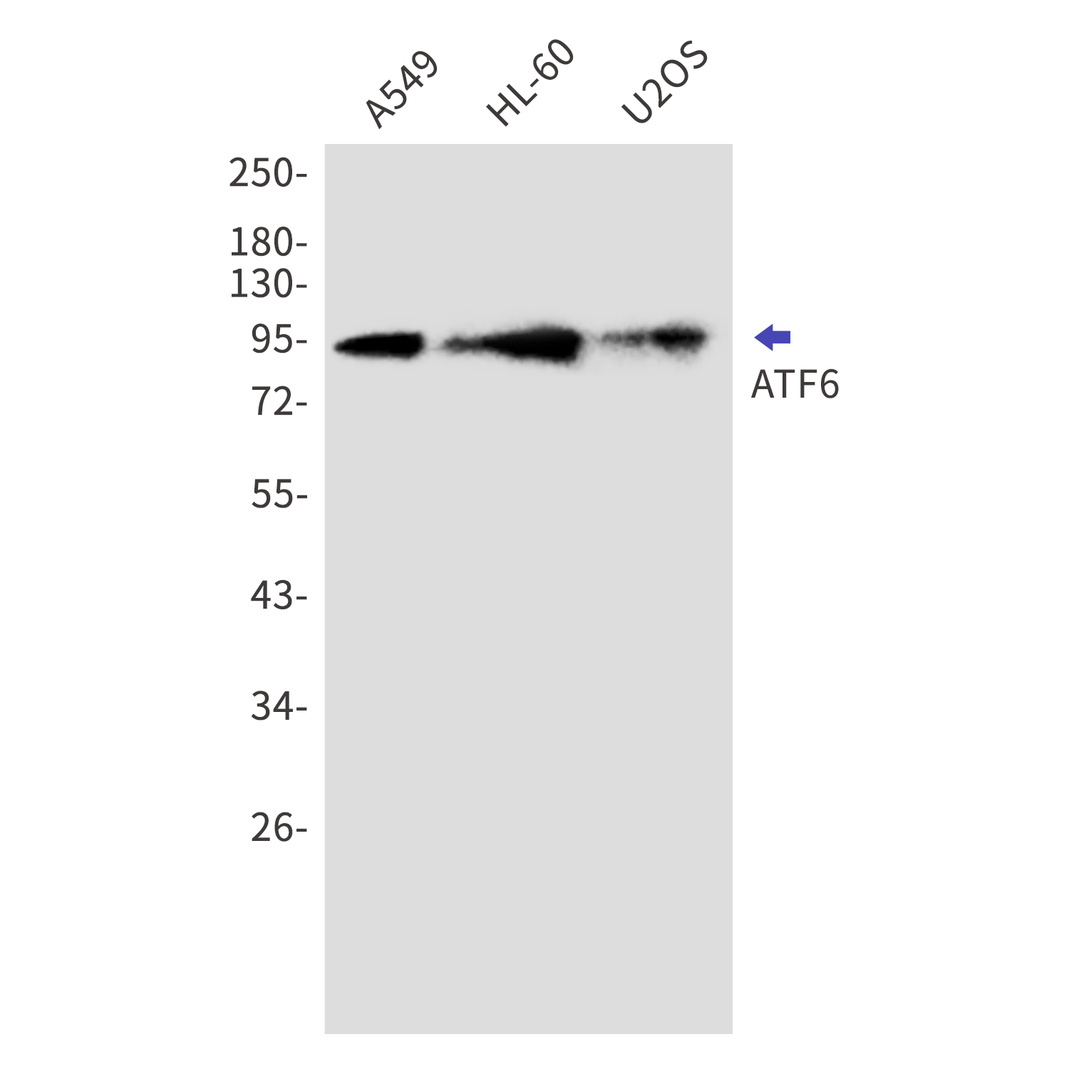 ATF6 Rabbit mAb