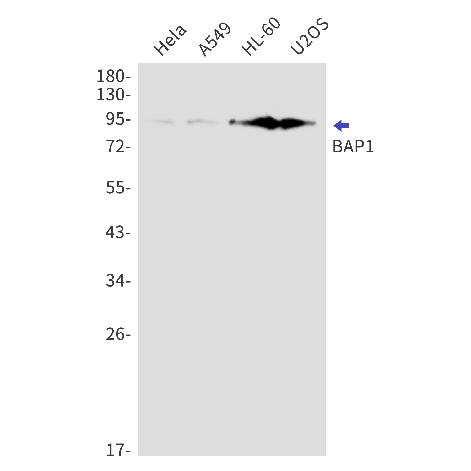 BAP1 Rabbit mAb