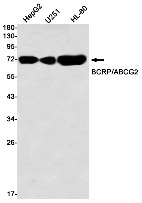 ABCG2 Rabbit mAb