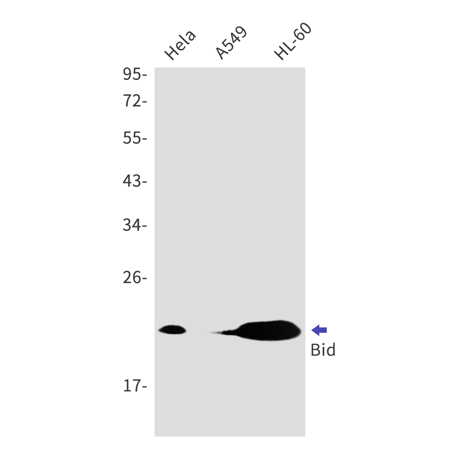 Bid Rabbit mAb