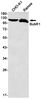 BUBR1 Rabbit mAb