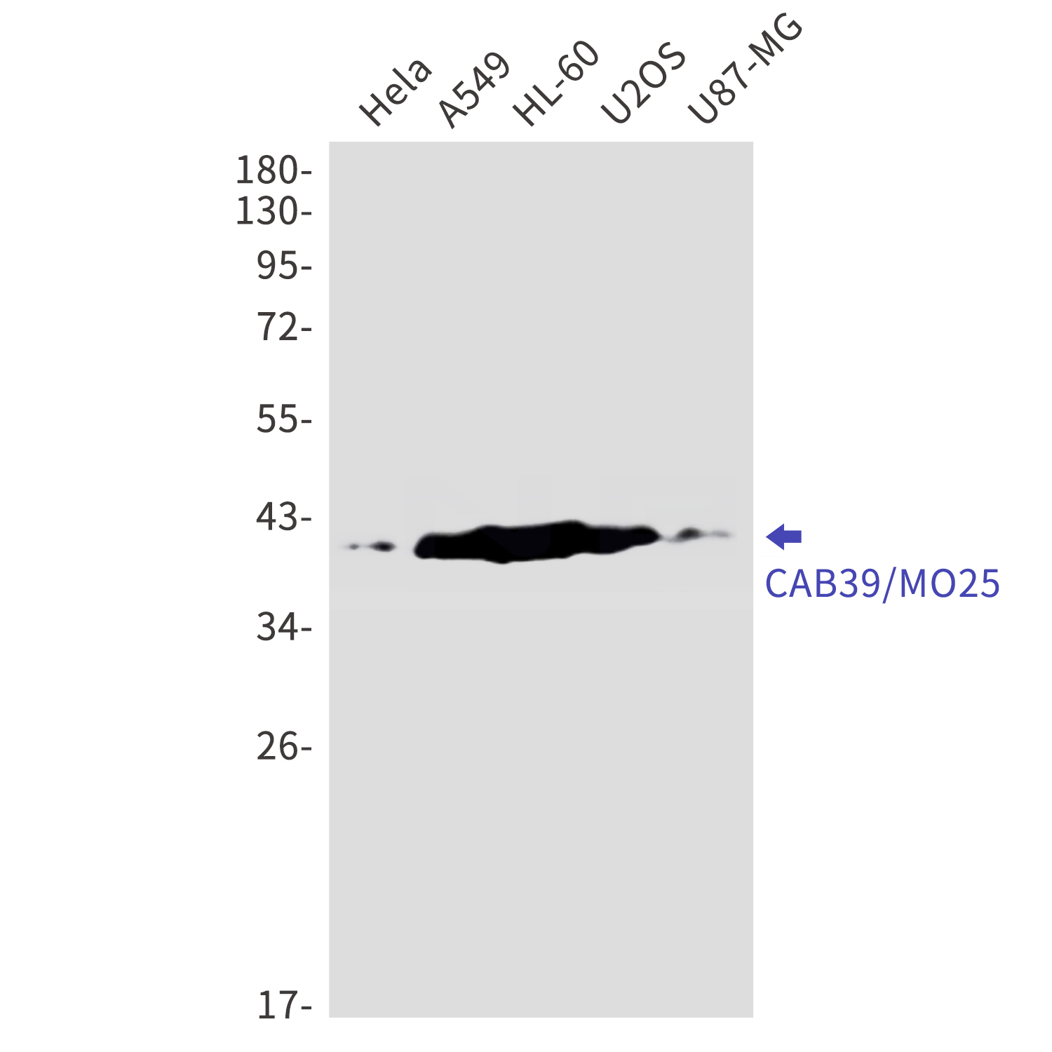 CAB39 Rabbit mAb