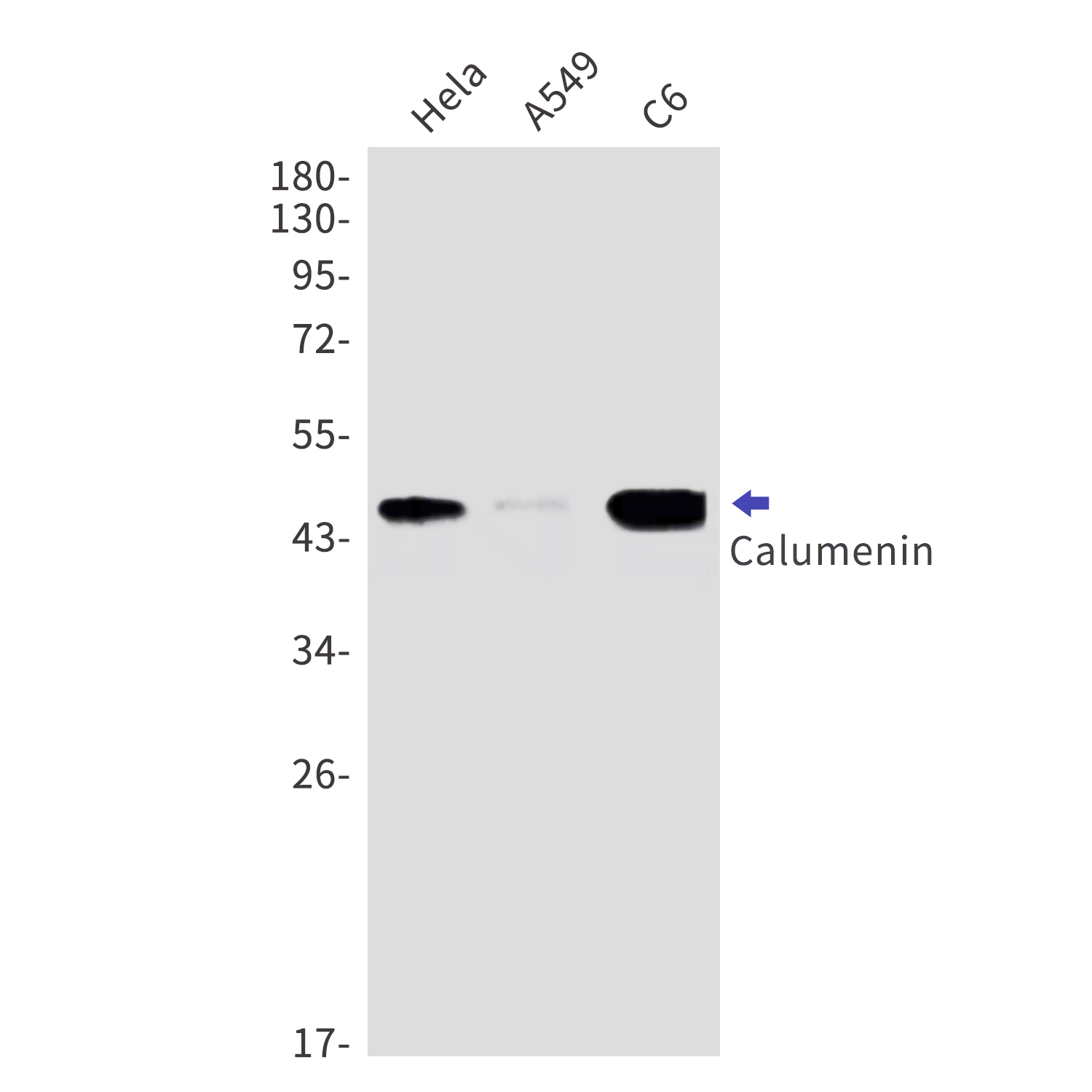 Calumenin Rabbit mAb