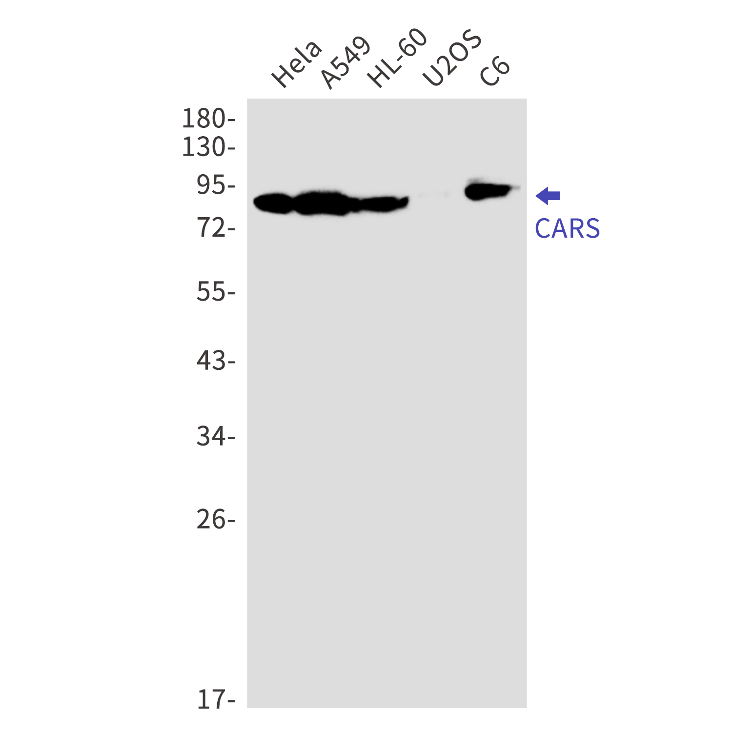 CARS Rabbit mAb