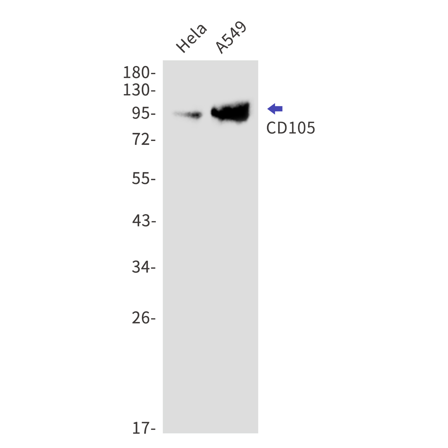 CD105 Rabbit mAb