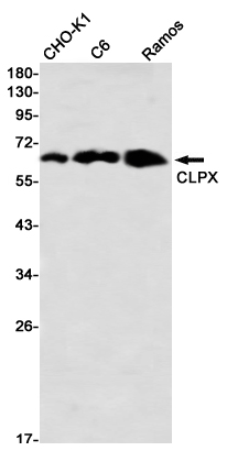 CLPX Rabbit mAb