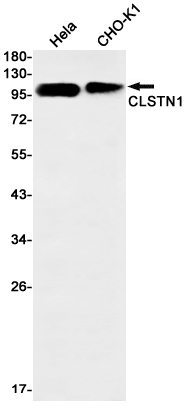 CLSTN1 Rabbit mAb