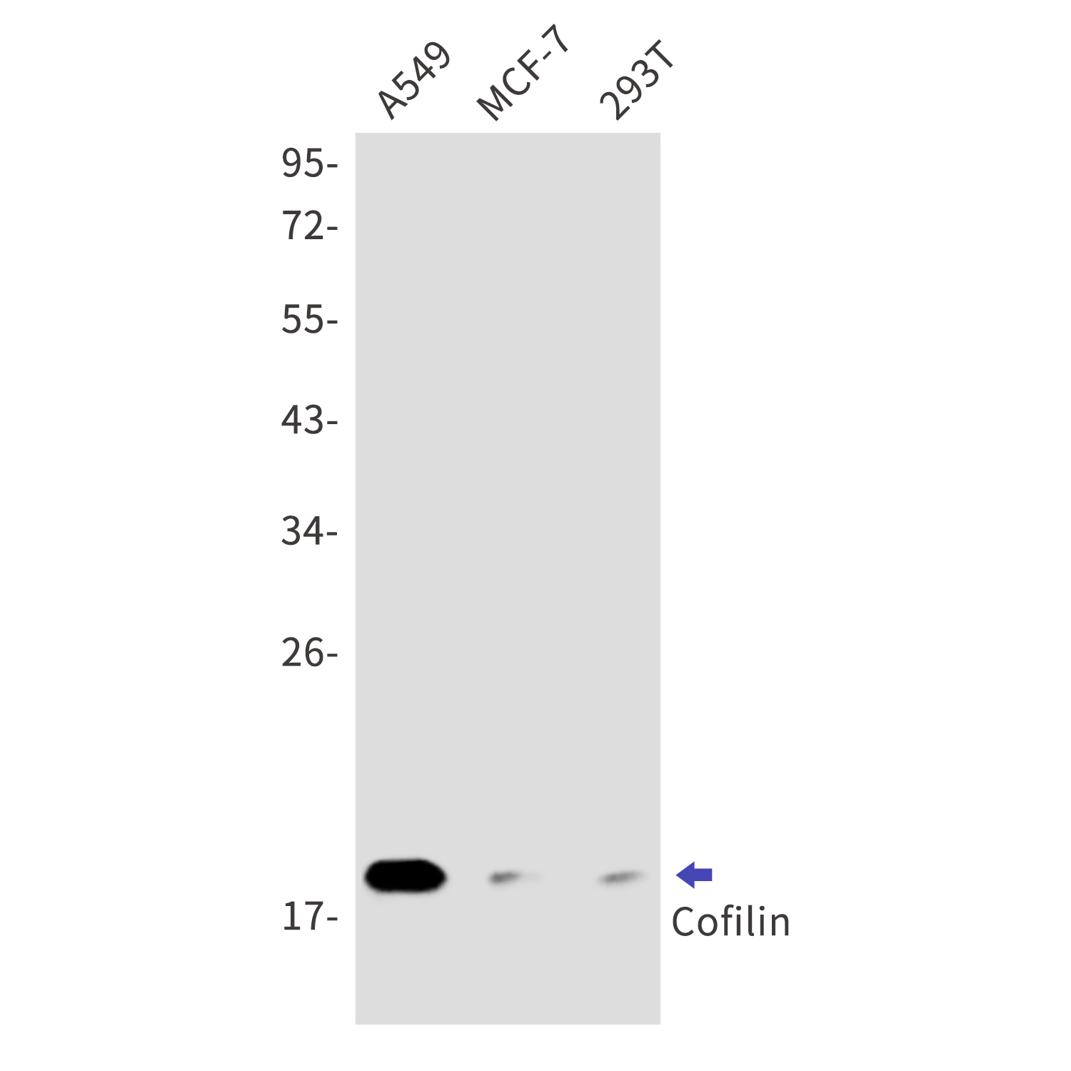 Cofilin Rabbit mAb