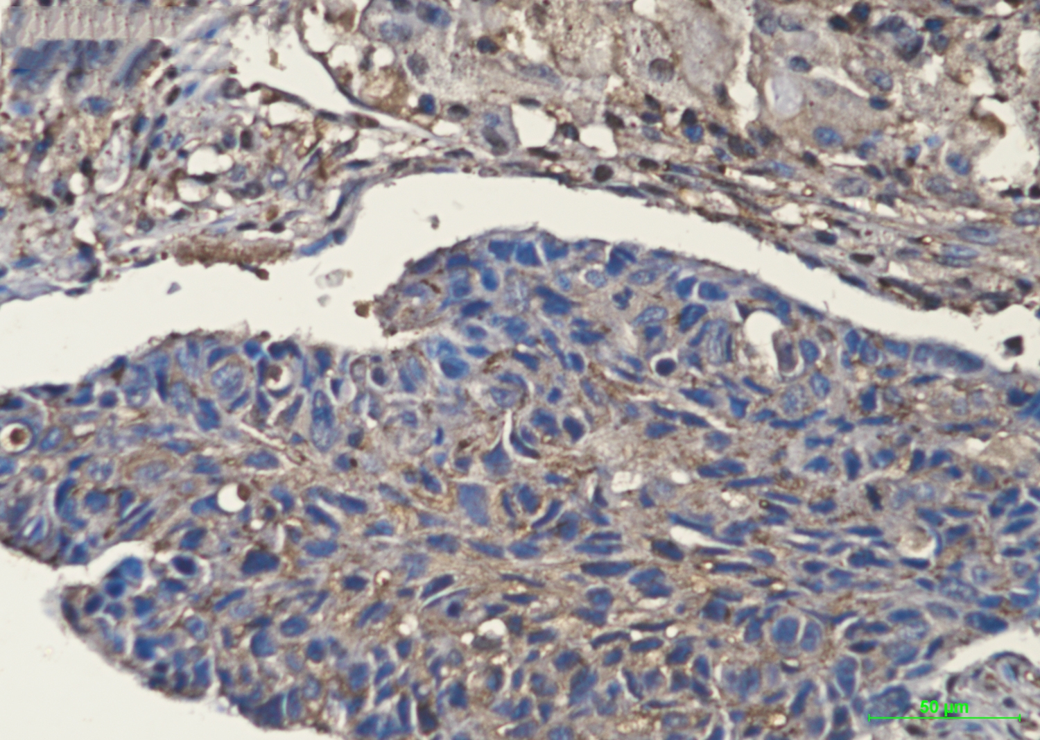 Cofilin Rabbit mAb