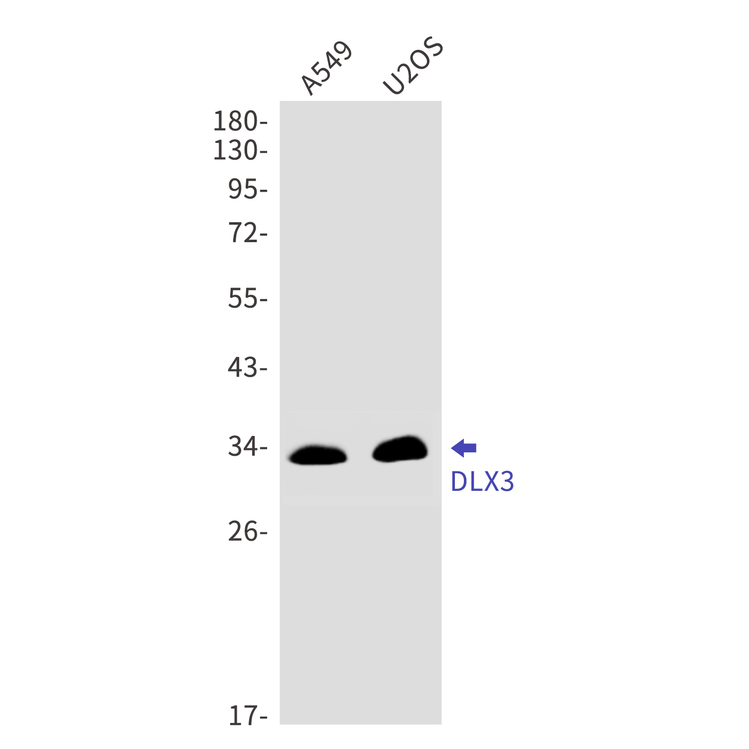 DLX3 Rabbit mAb