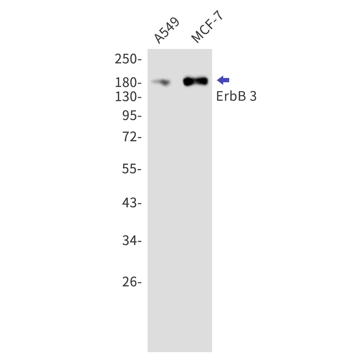 ErbB 3 Rabbit mAb