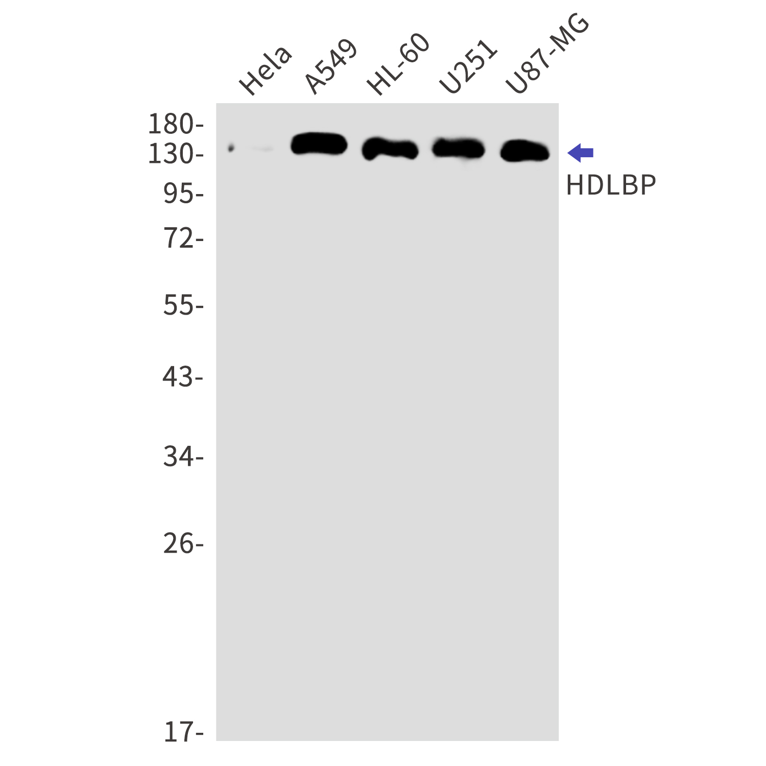 HDLBP Rabbit mAb