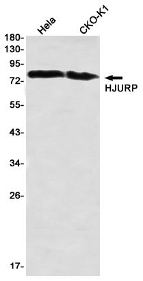 HJURP Rabbit mAb