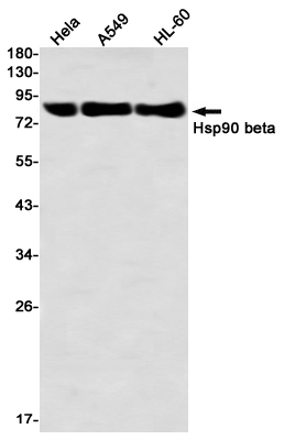 Hsp90 beta Rabbit mAb