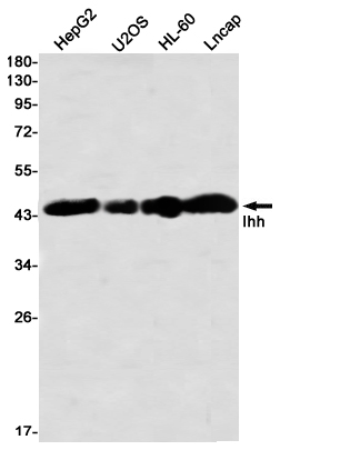 Ihh Rabbit mAb