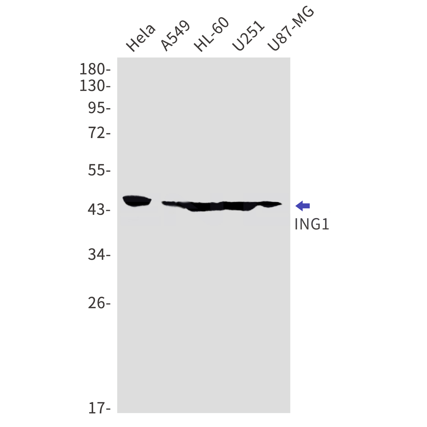 ING1 Rabbit mAb