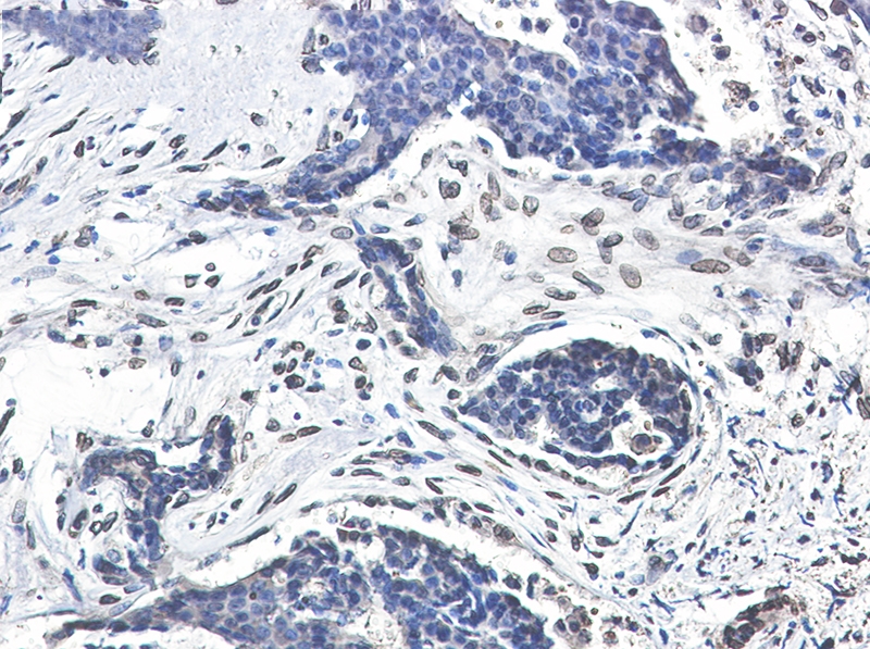 Lamin A/C Rabbit mAb