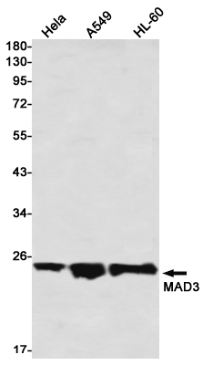 Max Dimerization Protein 3 Rabbit mAb