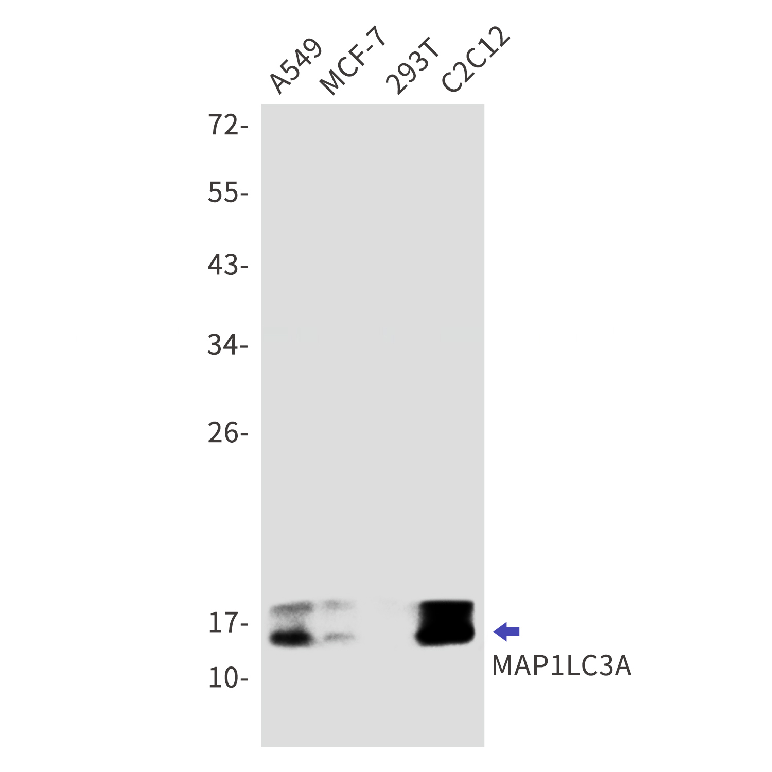 LC3A Rabbit mAb