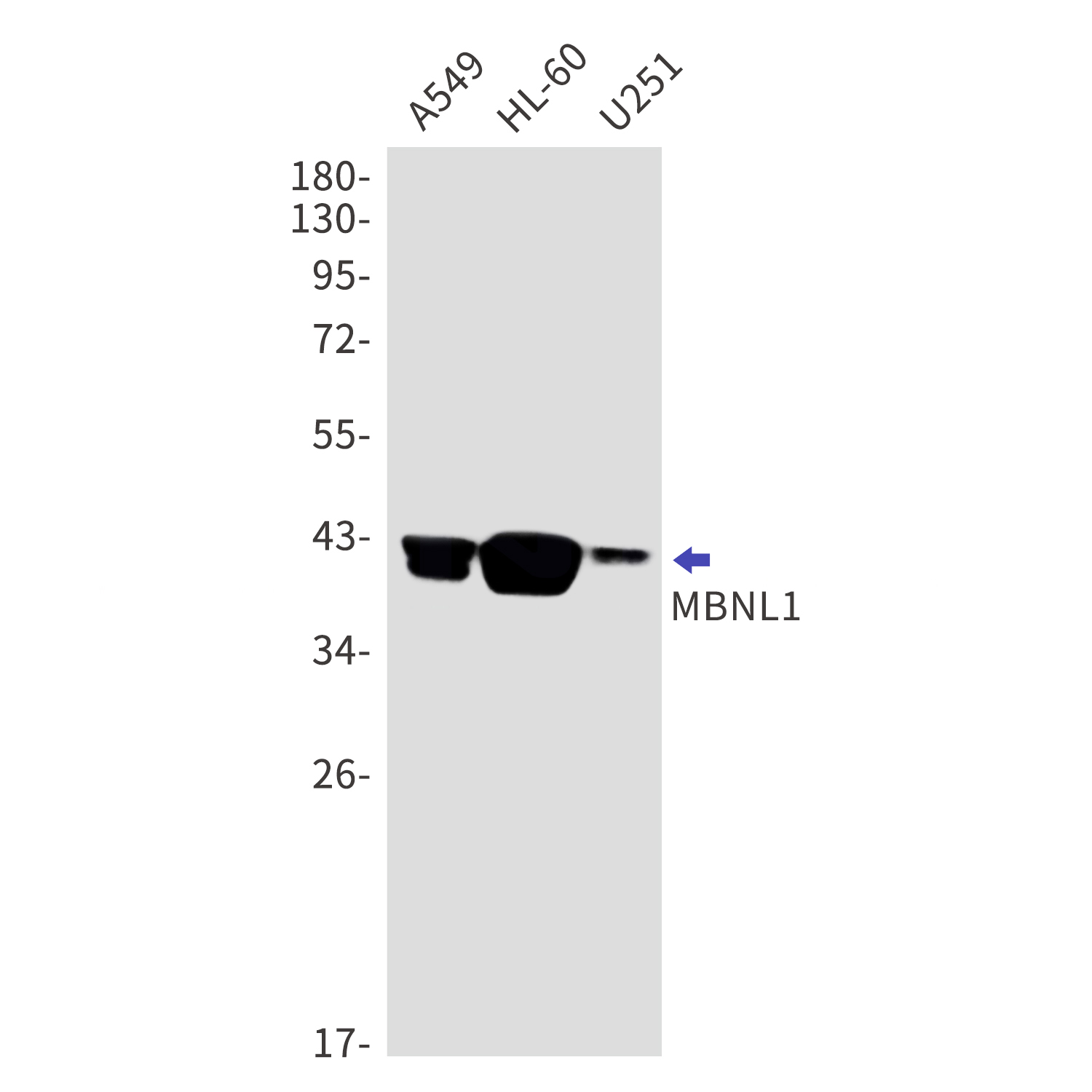 MBNL1 Rabbit mAb