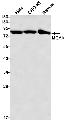 MCAK Rabbit mAb