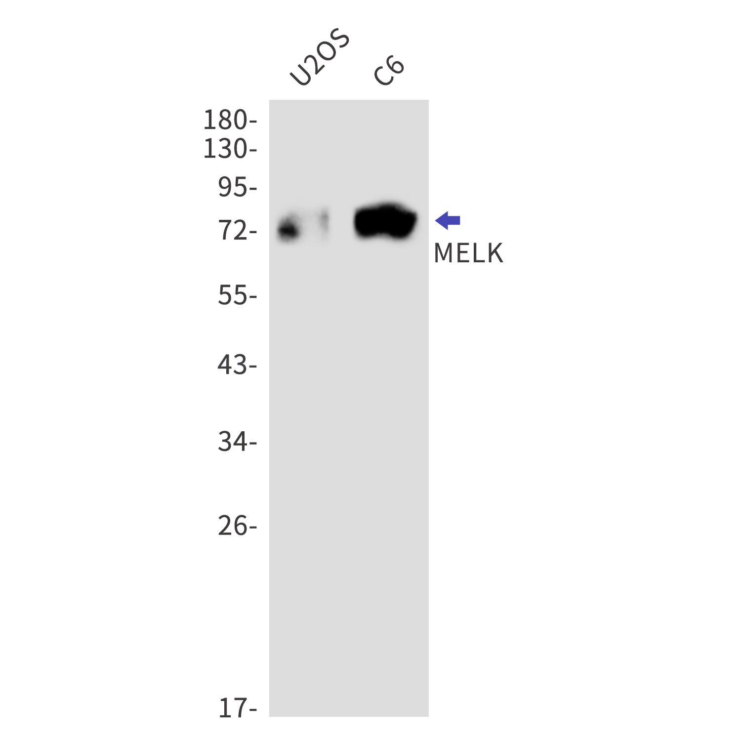 MELK Rabbit mAb