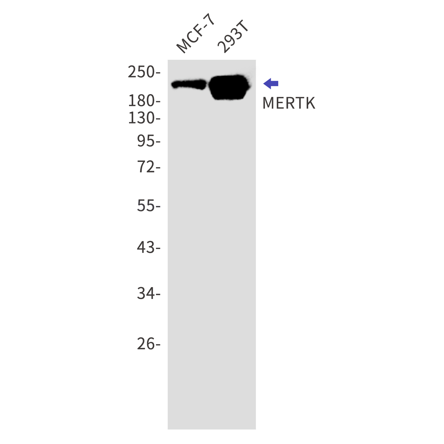 MERTK Rabbit mAb